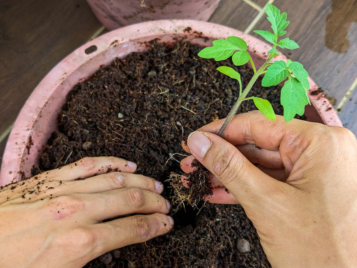 transplanting